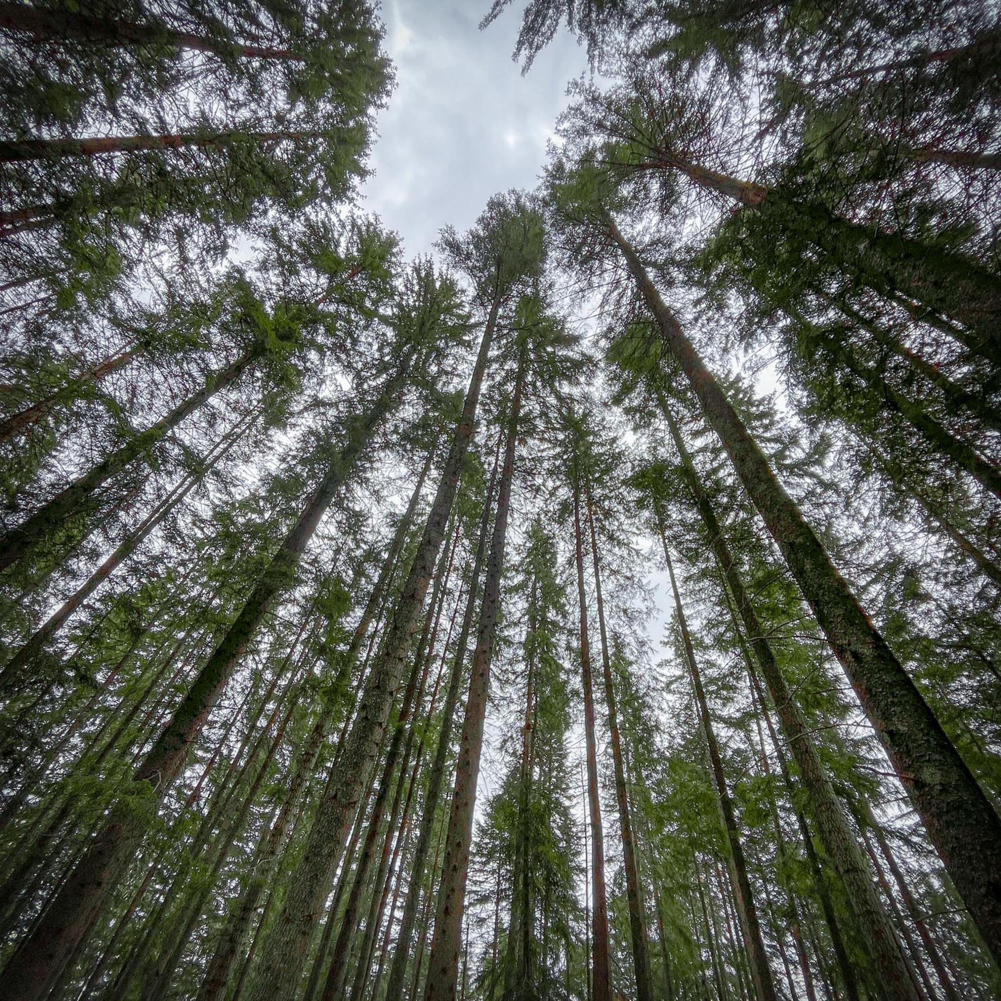 Chalet Delut Botus Kültér fotó